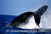 Humpback Whale peducle slapping surface Photo - David Fleetham
