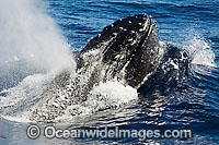 Humpback Whale expelling air Photo - David Fleetham