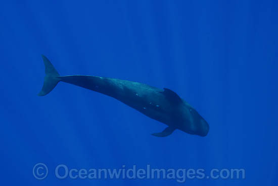 Short-finned Pilot Whale underwater photo