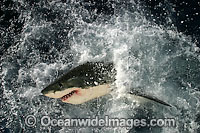 Great White Shark on surface Photo - David Fleetham