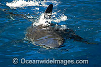 Great White Shark attacking on surface Photo - David Fleetham