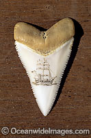 Great White Shark tooth Photo - David Fleetham