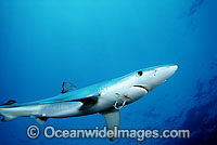 Blue Shark with fishing hook Photo - David Fleetham