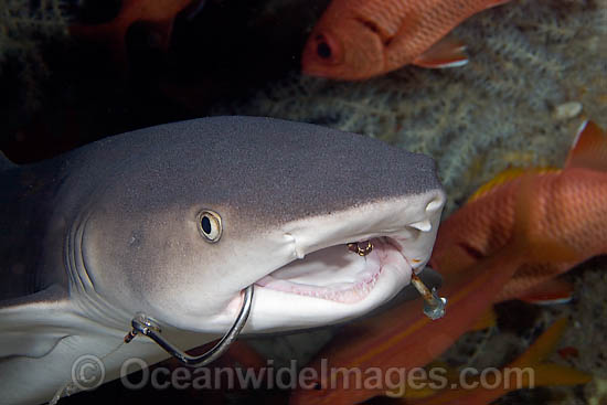 Whitetip Reef Shark with fishing hooks photo