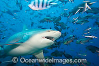 Bull Shark Carcharhinus leucas Photo - David Fleetham