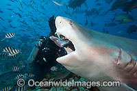 Scuba Diver and Bull Shark Photo - David Fleetham