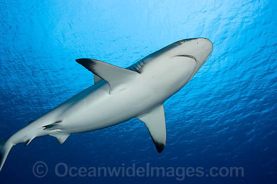 Grey Reef Shark photo