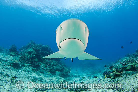Grey Reef Shark with fishing hook photo
