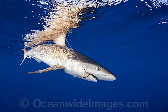 Grey Reef Shark with fishing hooks photo