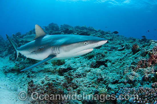 Grey Reef Shark photo