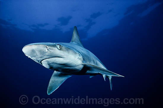 Sandbar Shark Carcharhinus plumbeus photo