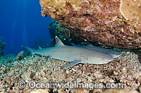 Whitetip Reef Sharks resting under ledge Photo - David Fleetham