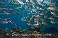 Whitetip Reef Shark & schooling Jacks Photo - David Fleetham