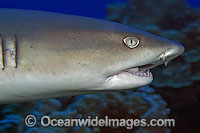 Whitetip Reef Shark showing mouth Photo - David Fleetham