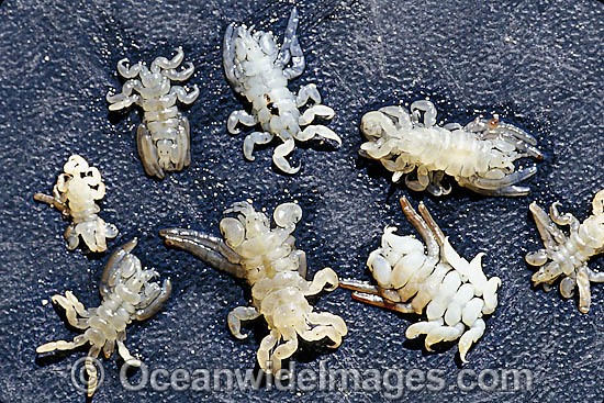 Whale Sea Lice photo