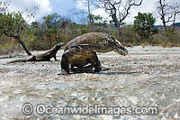 Komodo Dragon Rinca Island Photo - David Fleetham