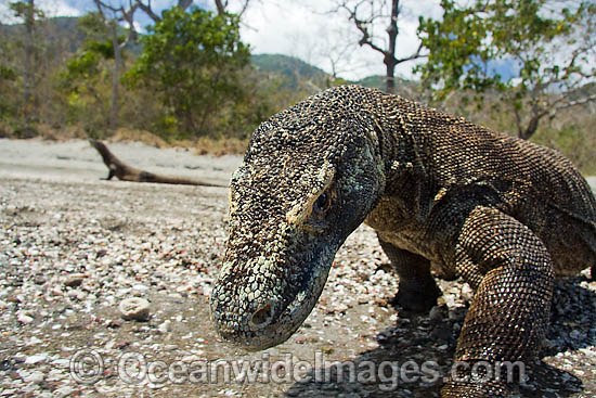 Komodo Dragon Varanus komodoensis photo
