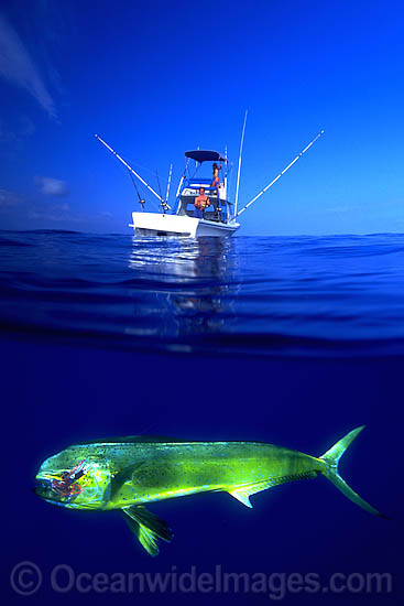 Dolphinfish and fishing boat photo
