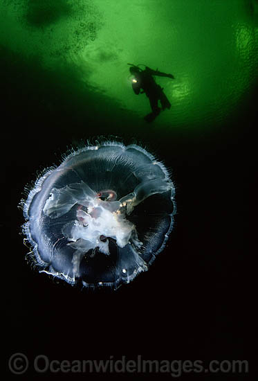 Diver and Moon Jellyfish photo
