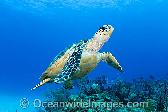Hawksbill Sea Turtle swimming photo