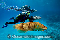 Scuba Diver and Cuttlefish Photo - David Fleetham