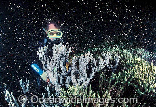 Coral spawning showing egg sperm bundles photo