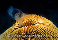 Mushroom Coral spawning egg Photo - Gary Bell