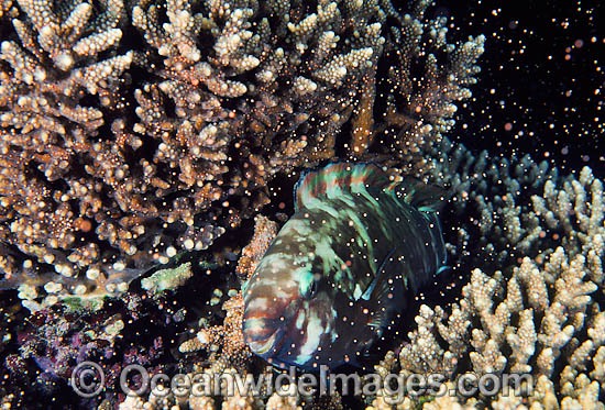 Parrotfish resting in spawning Coral photo