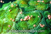 Coral spawning Photo - Peter Harrison