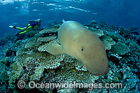 Diver with Dugong underwater Photo - David Fleetham