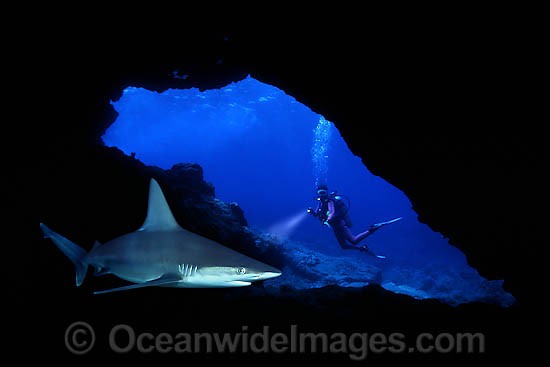 Diver and Sandbar Shark in cave photo