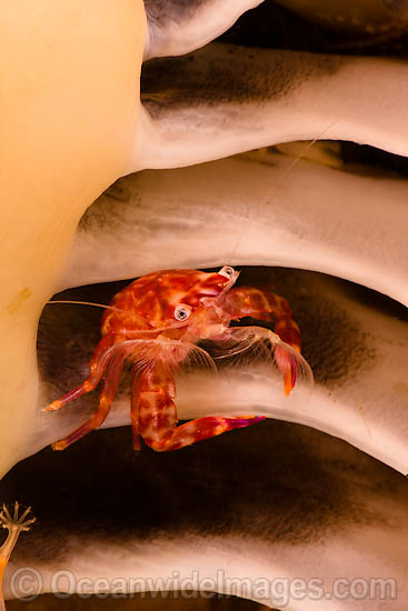 Porcelain Crab in Seapen photo