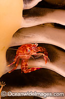 Porcelain Crab in Seapen Photo - David Fleetham