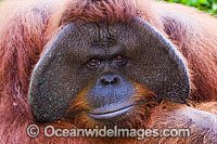 Orangutan Pongo pygmaeus Photo - David Fleetham