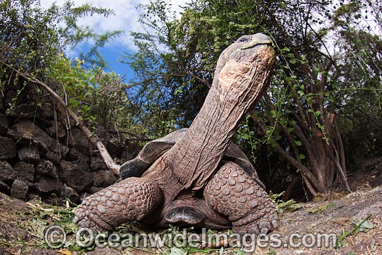 Galapagos Giant Tortoise Geochelone elephantopus photo