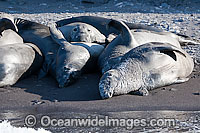 Northern Elephant Seal juveniles Photo - David Fleetham
