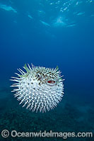 Spotted Porcupinefish Photo - David Fleetham