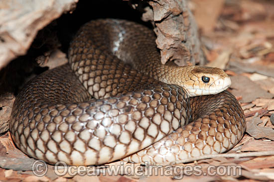 Eastern Brown Snake photo