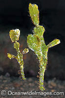 Halimeda Ghost Pipefish Solenostomus sp. Photo - Gary Bell
