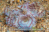 Feather Duster Tube Worm Photo - Gary Bell