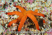 Sea Star Thromidia catalai Photo - Gary Bell