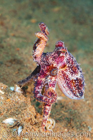 Poison Ocellate Octopus Octopus mototi photo