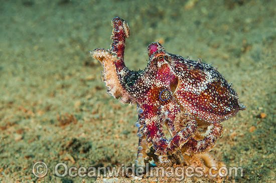 Poison Ocellate Octopus photo