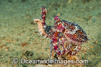 Poison Ocellate Octopus Photo - Gary Bell
