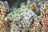 Greater Blue-ringed Octopus Photo - Gary Bell