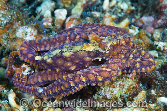 Mosaic Octopus photo