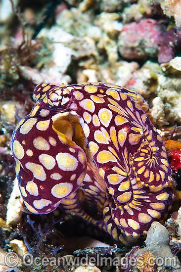 Mosaic Octopus Abdopus abaculus photo