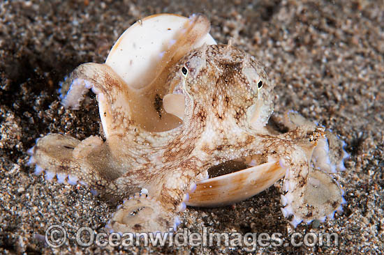 Veined Octopus photo