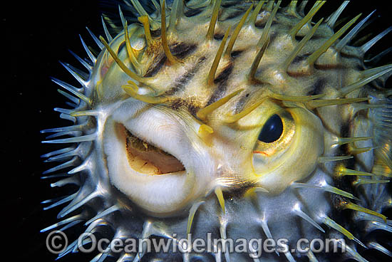 Porcupinefish photo