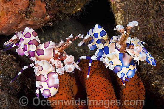 Harlequin Shrimps feeding on sea star photo